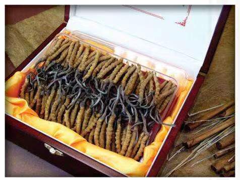 广南冬虫夏草回收